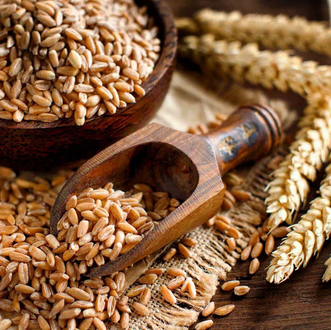 Hạt Farro - Lựa Chọn Hoàn Hảo Cho Sức Khỏe